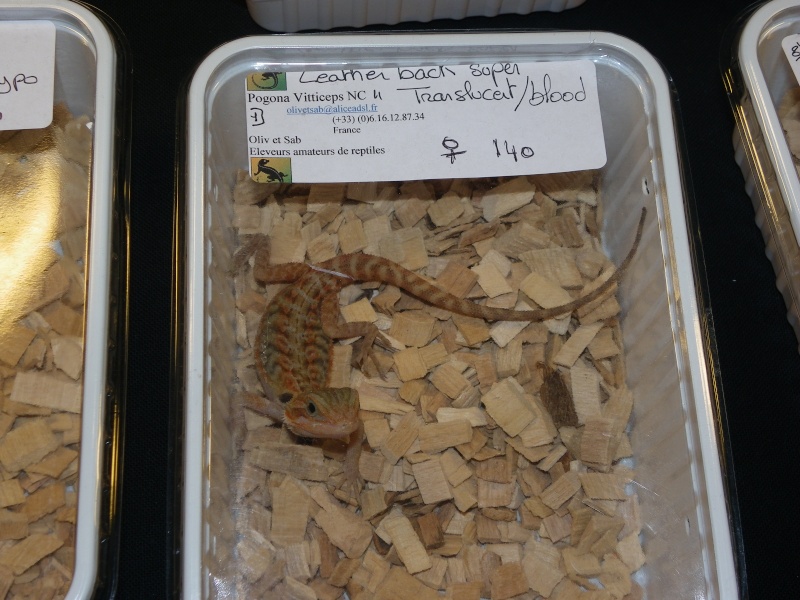 bourse au reptiles martigues Imgp0325