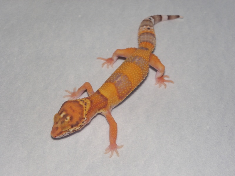 mes geckos léopard  Imgp0426