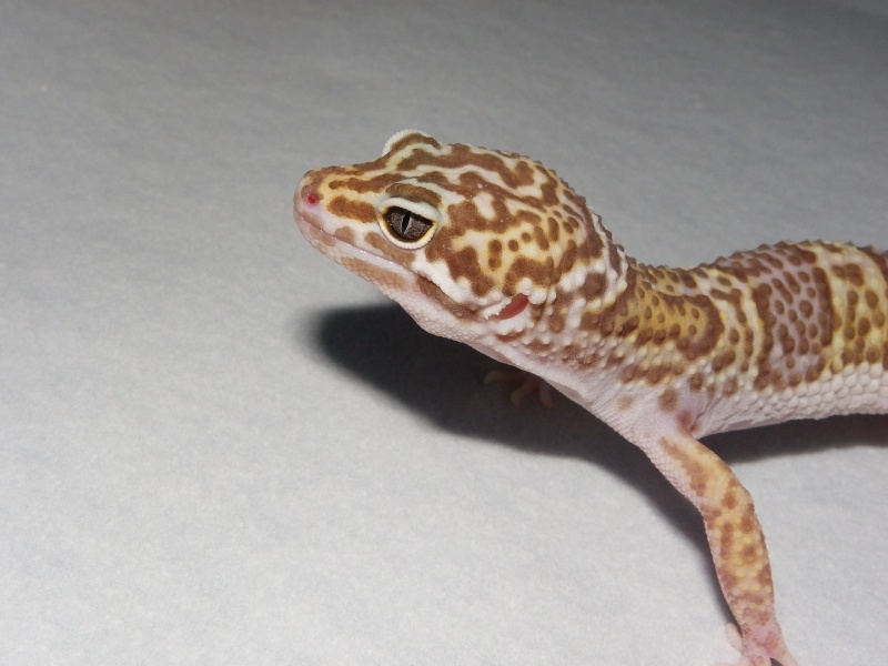 mes geckos léopard  Imgp0430