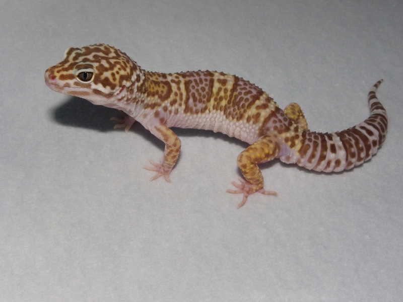 mes geckos léopard  Imgp0431