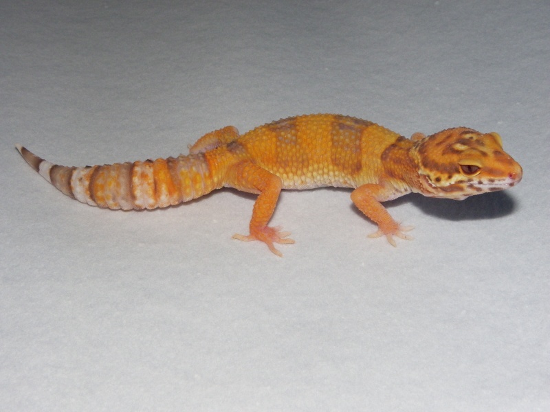 mes geckos léopard  Imgp0432