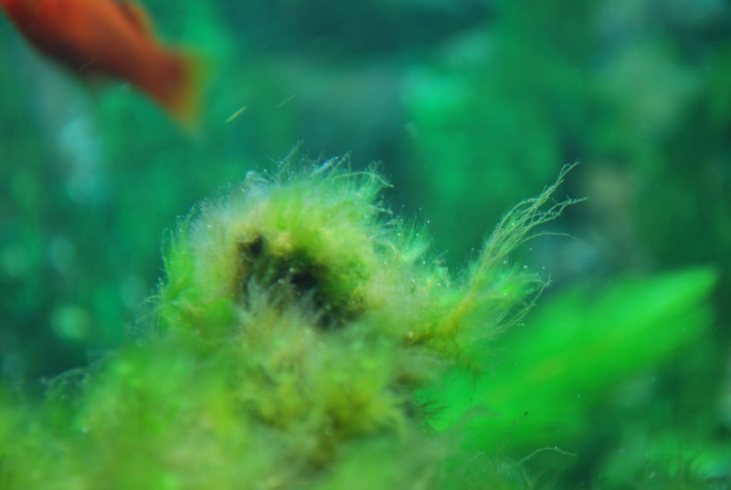 algues pinceaux (plumeau) Dsc_0216