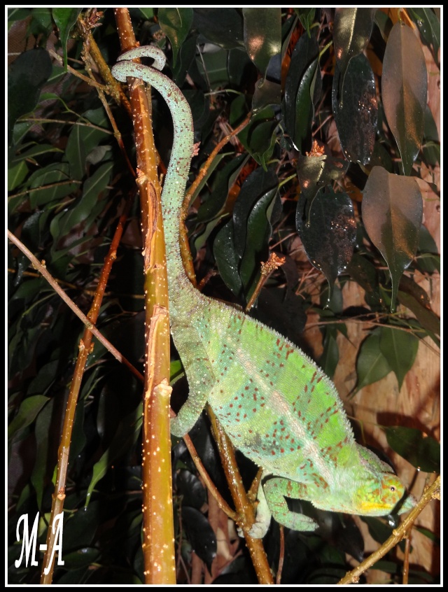 Caméléon furcifer pardalis Ambanja (RANGO) Image110