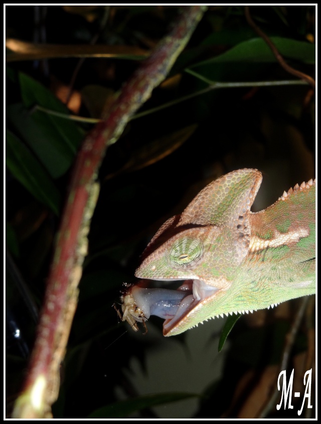 cameleon en chasse + nouvelles photos au fur et a mesure Jarod_13