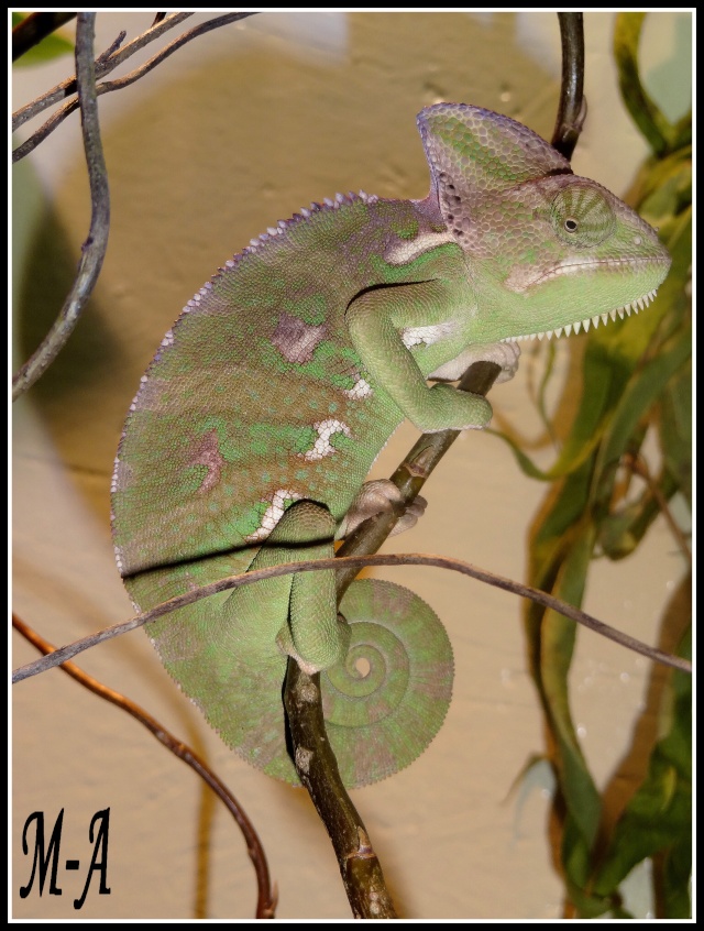 cameleon en chasse + nouvelles photos au fur et a mesure Jarod_16