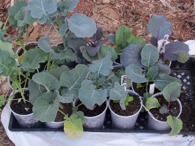 What kind of grow lights for starting tomatoes indoors? 04-09-11