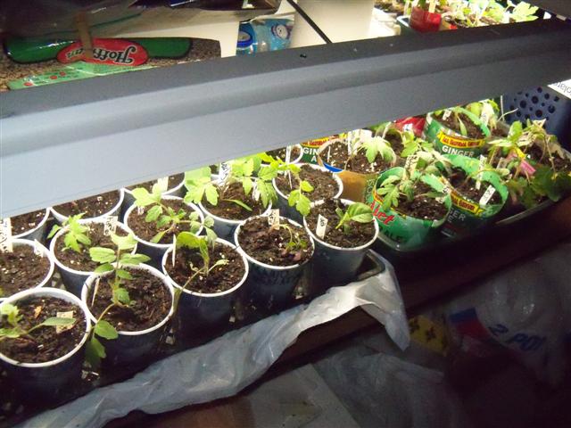 What kind of grow lights for starting tomatoes indoors? 05-05-10