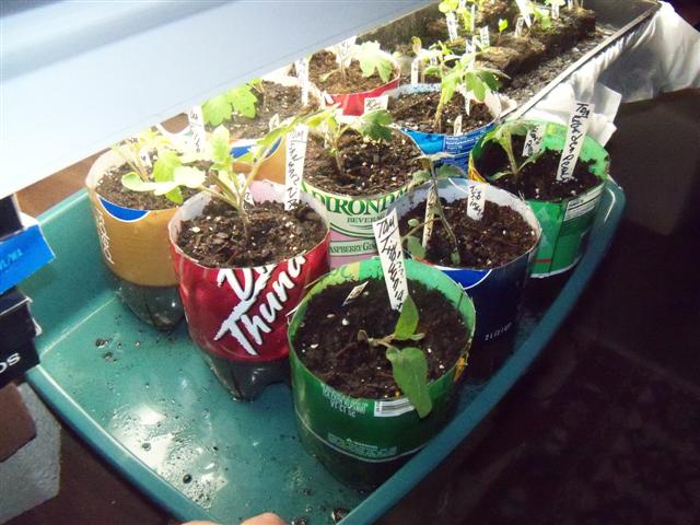 What kind of grow lights for starting tomatoes indoors? 05-05-12