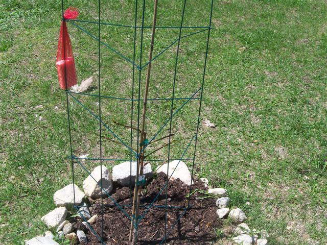 peach trees 05-08-12