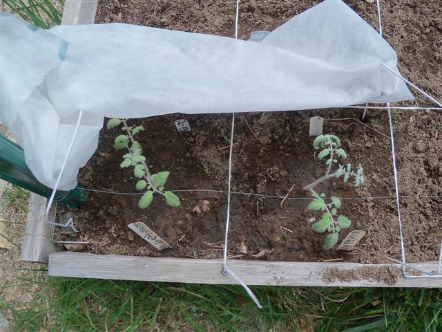 Tomato depth experiment in Maine on 5/15 05-15-12