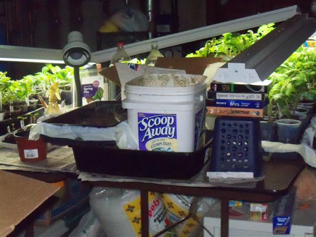 What kind of grow lights for starting tomatoes indoors? 05-16-11