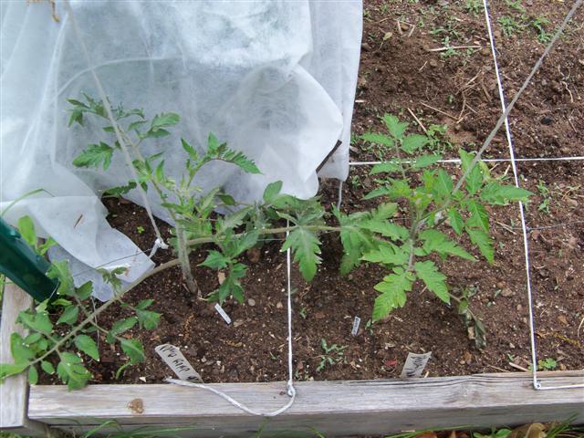 Tomato Tuesday 2012 - Page 3 05-20-11