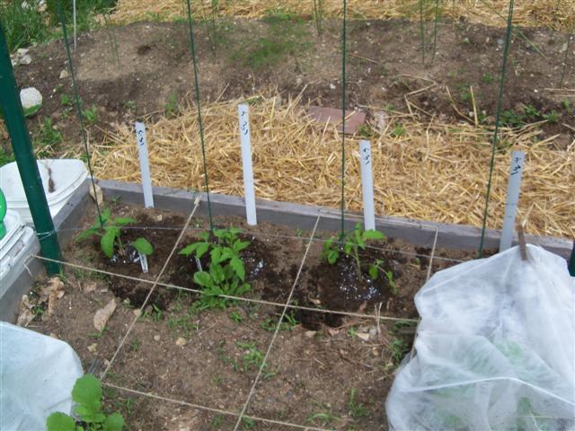 indeterminate tomato plants 05-31-10