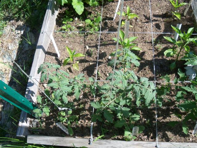 Small Pepper Plants 06-01-11