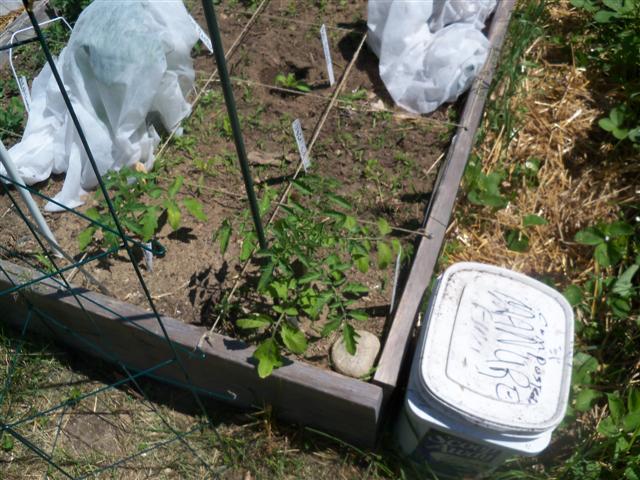 indeterminate tomato plants 06-07-10