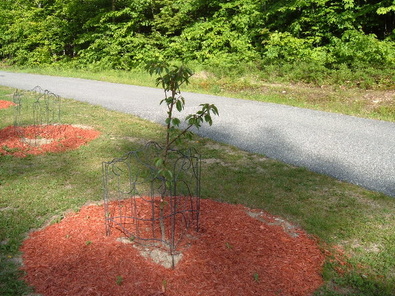 How should I keep the deer out? 06-08-10