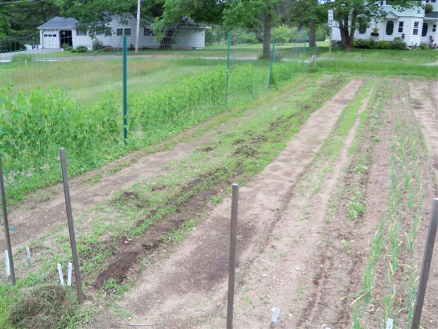 Backyard AND community garden plots? 06-11-17