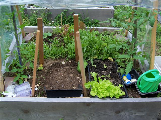Starting Seeds for 2012/When to Move to Cold Frame? 06-12-10