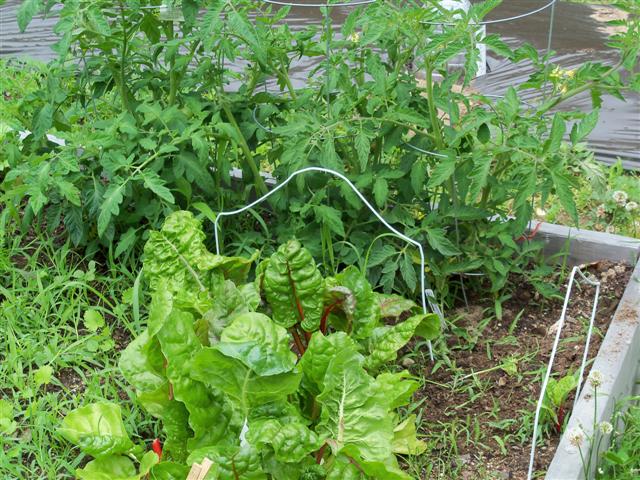 Square foot placement for some other vegetables 06-12-11