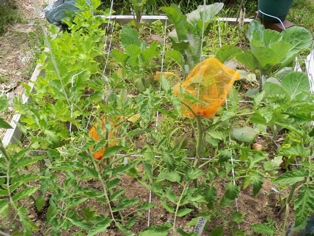 Epsom salts for your veggie garden?? 06-17-19