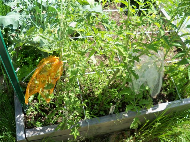 Tomato Depth Experiment.... 07-02-13