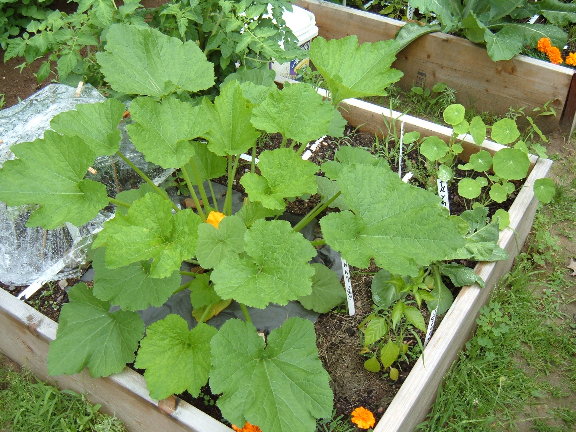 Summer squash too big for sfg? 07-03-10