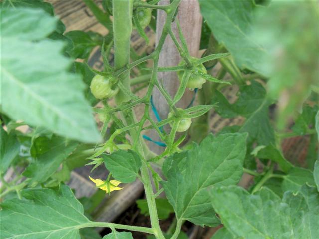 Tomato varieties: Anyone growing these? 07-08-10
