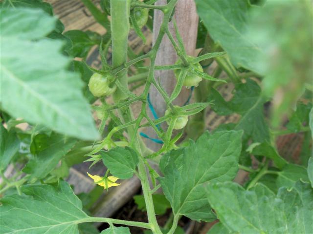 Tomato varieties:  Anyone growing these? 07-08-10