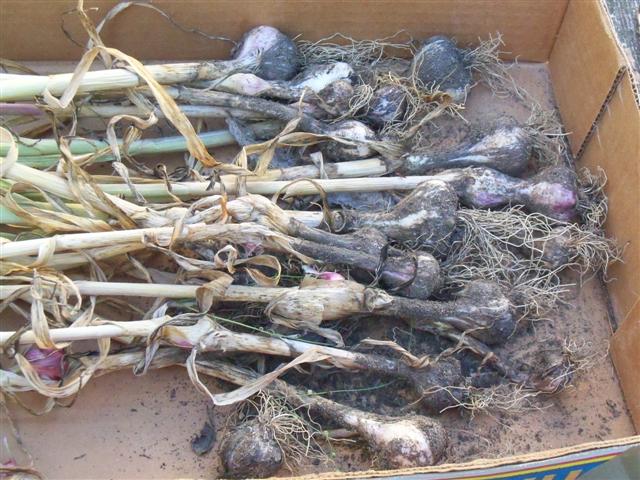 When to plant garlic and shallots in the fall, and other winter questions 07-14-11