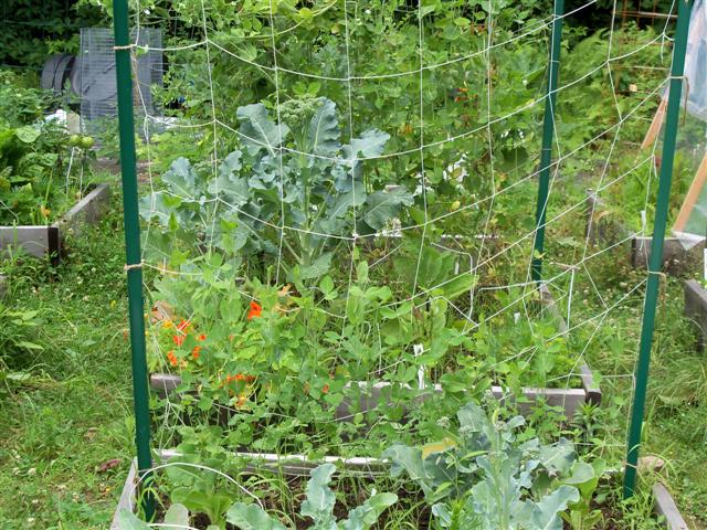 Sweet peas 07-14-14