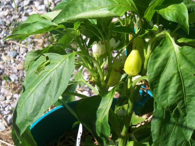 How are everybody's peppers growing this year? - Page 2 07-17-12