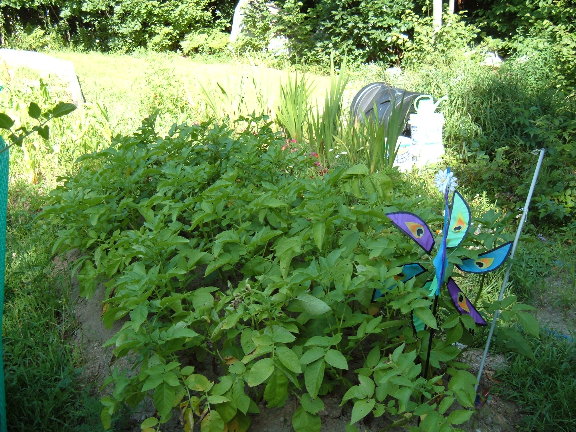 Zucchini, potatoes, and New Zealand Spinach 08-07-12