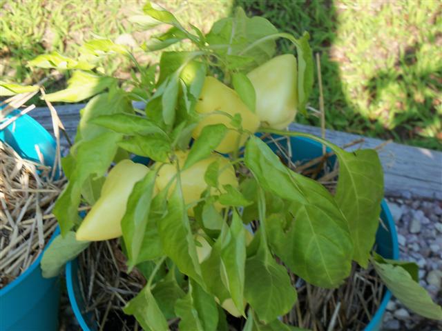 Small Pepper Plants 08-20-12