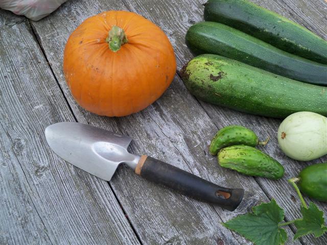 I picked my first pumpkin today, 8/27. 08-27-11
