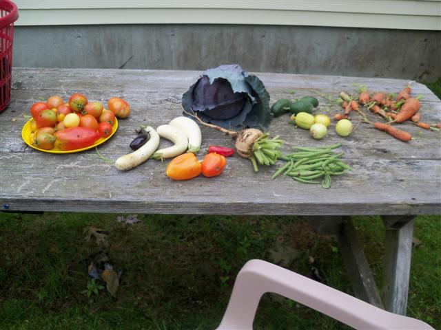 What are you eating from your garden today? - Page 10 09-09-11