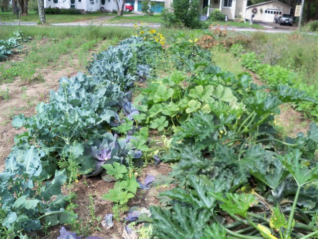 Broccoli growing too fast? 09-09-13