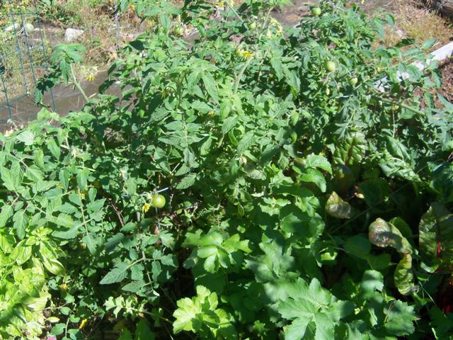 Tomato depth experiment in Maine on 5/15 10-02-11