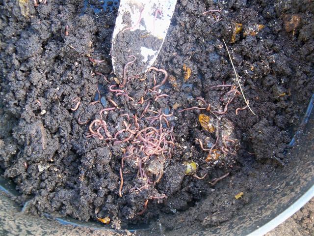 I havested my fall worm compost today! 10-21-10