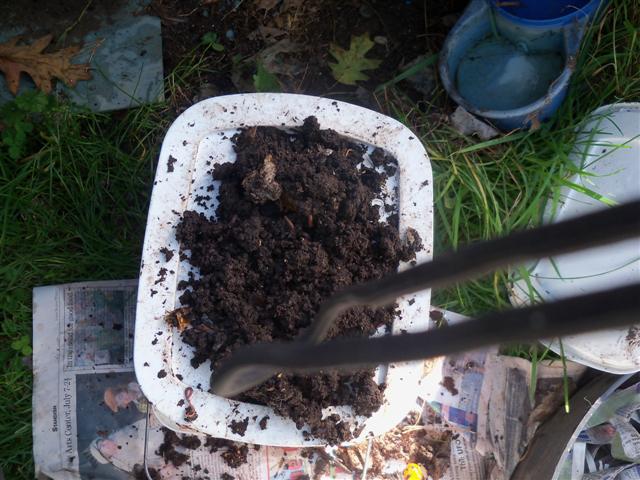 I havested my fall worm compost today! 10-21-11