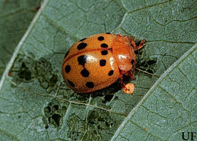 Bad Ladybugs versus Good Ladybugs!