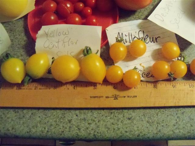 Favorite Tomato Varieties? Yellow11
