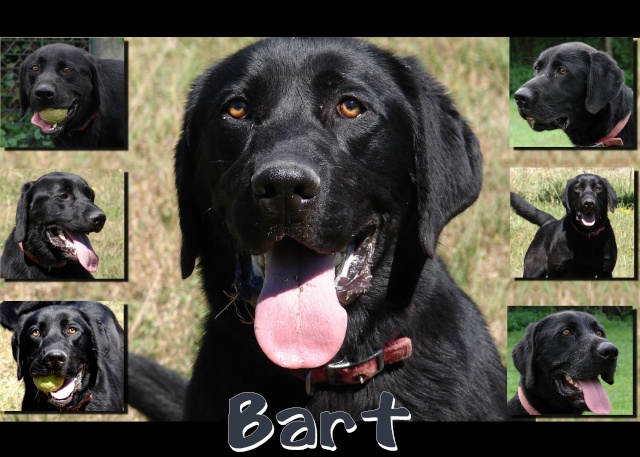BART (Labrador) - Page 4 Bart10