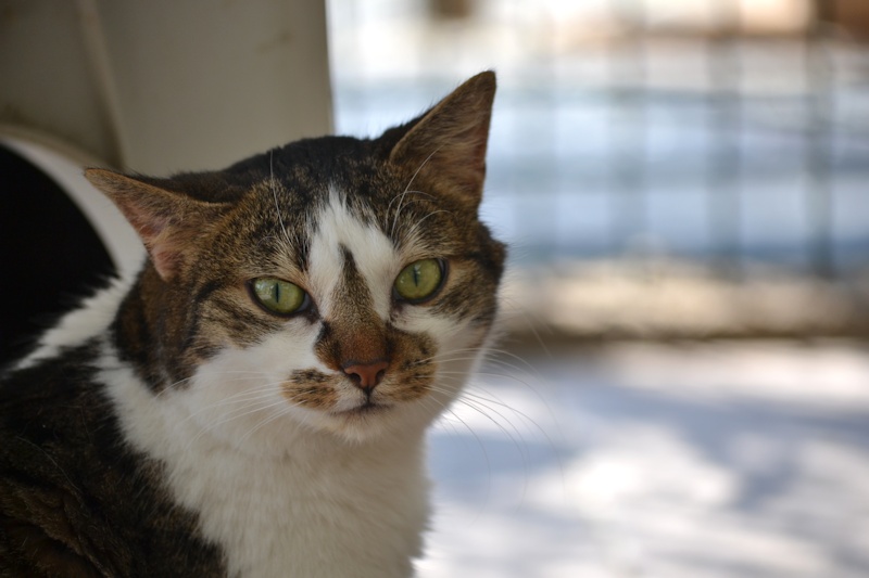 SAMBA (tabby et blanc) Dsc_0045