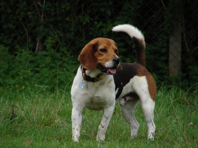 EDGAR (Beagle) Edgar_10