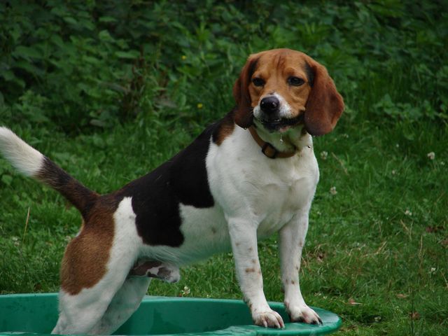 EDGAR (Beagle) Edgar_13