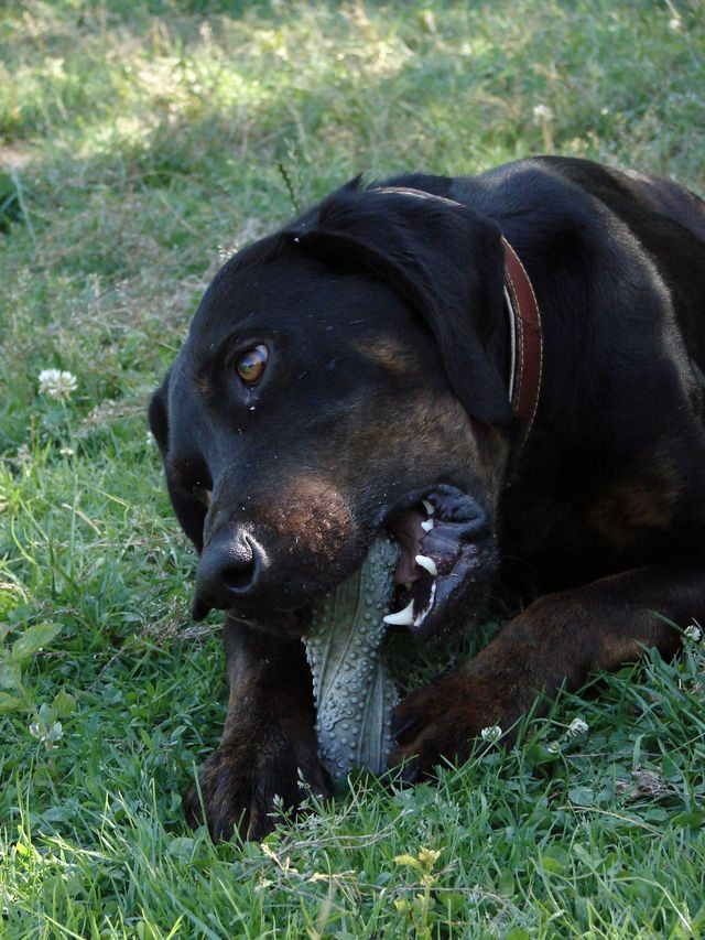 EMPEREUR (Labrador croisé beauceron) - Page 2 Empere17