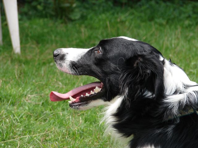 FALCO (Type Border collie) Falco_15