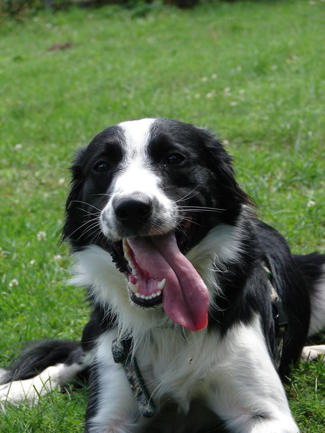 FALCO (Type Border collie) Falco_17