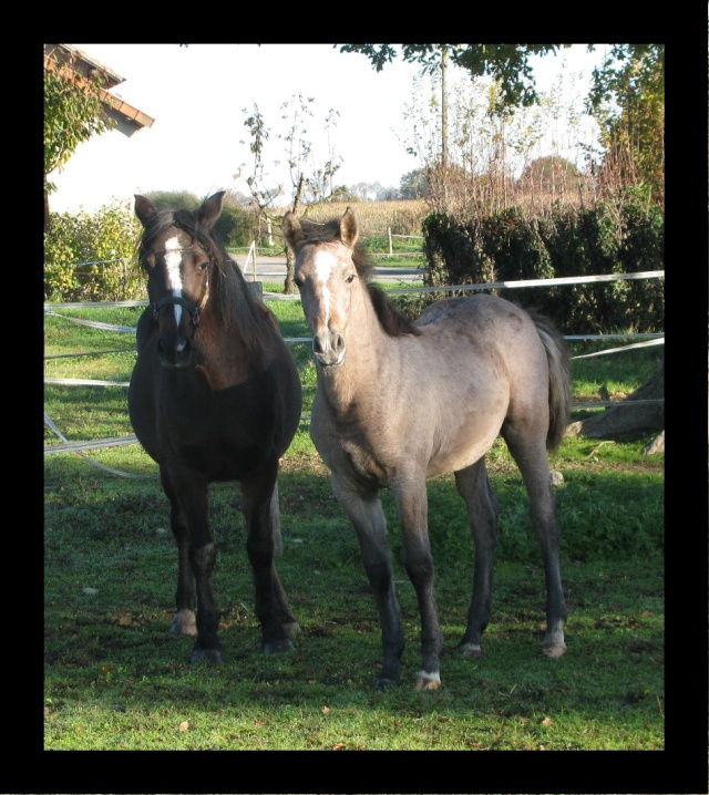 Très belle pouliche DSA/WKà vendre. 2012_329