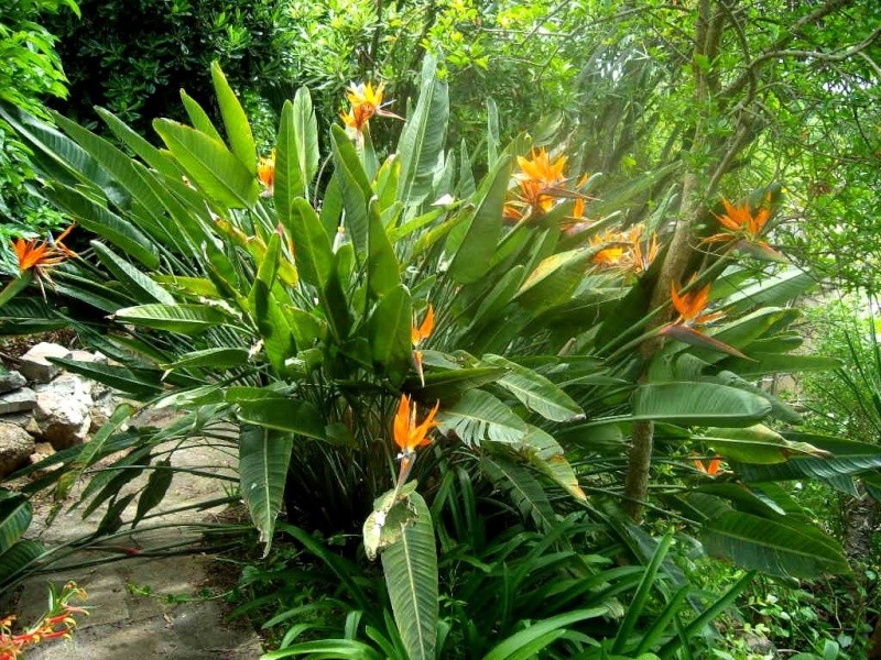 Strelitzia reginae, floraison - Page 2 Snv80417